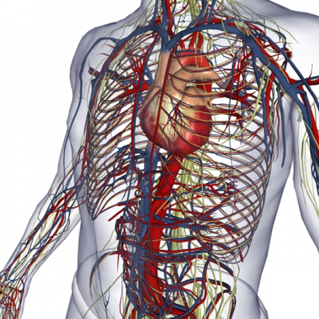 First Aid Level 1 & 2 – CURRENT